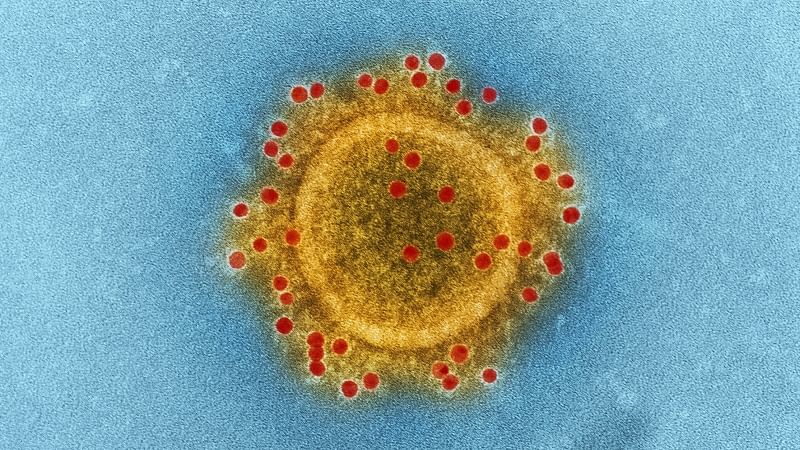 An illustration of coronavirus