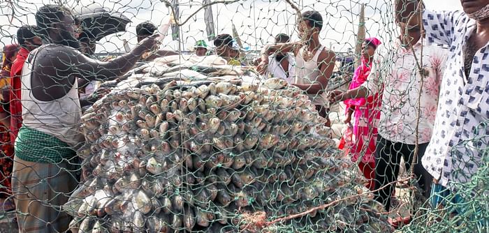 Fishermen sort hilsas in Chattogram