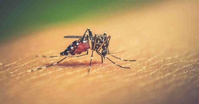 An aedes mosquito that carries the germs of dengue fever