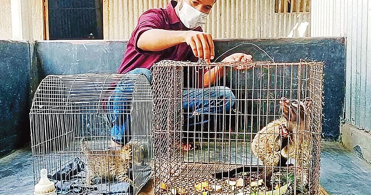 Wild animals find shelter with Sohag | Prothom Alo Wild animals find shelter with Sohag | Prothom Alo