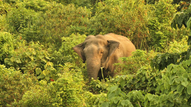 Prothom Alo file photo