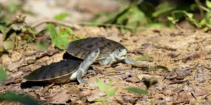 The northern river terrapin (Batagur baska) is one of the critically endangered species globally.