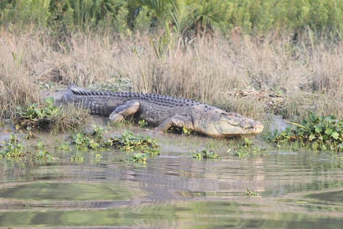 Nearly 200 globally endangered saltwater crocodiles are believed to be live in rivers in the Sundarbans.