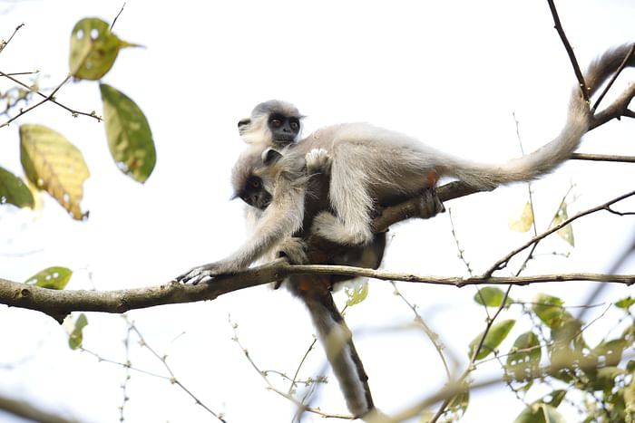 This 28 February photo shows a capped langur in Satchari National Park in Chunarughat upazila of Habiganj. 