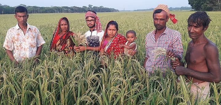 Families of farmers show destroyed rice stalks with no rice grains, just chaff