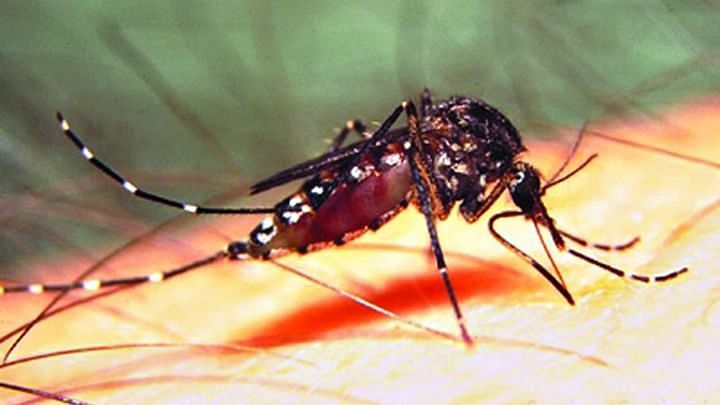 536 dengue patients detected this year: DGHS