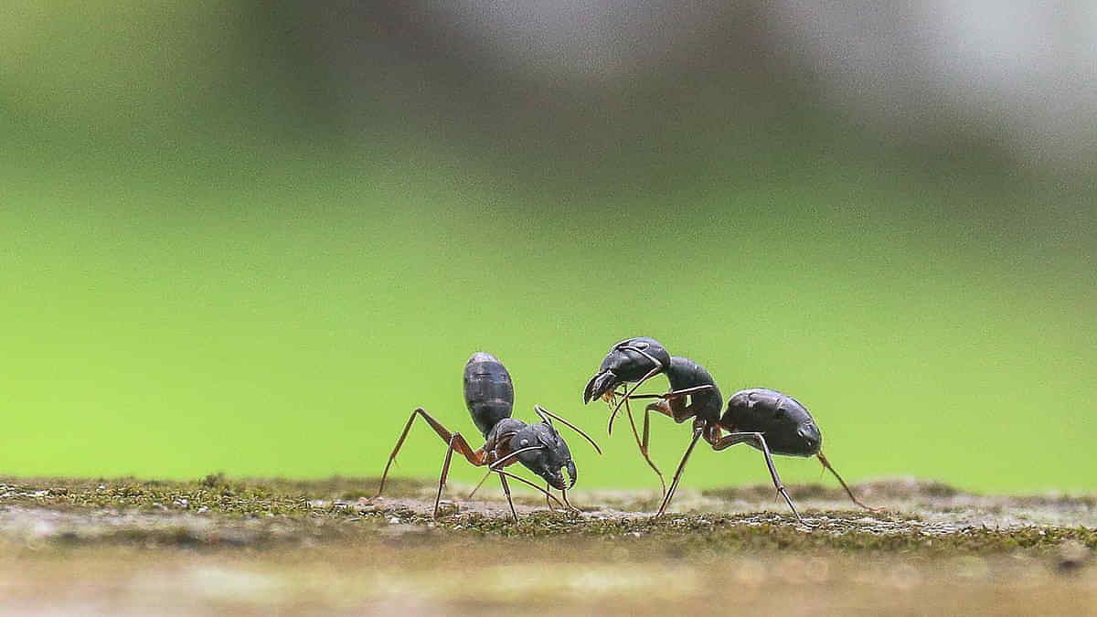 Research: Raising awareness on ground Ants diversity and abundance - The  Forefront Mag