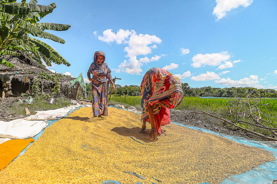 This photo shows two womem drying up harvested paddy in the sun Khulna's Dumuria. 