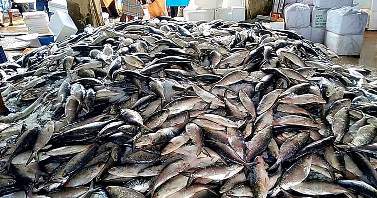 legal-notice-seeks-cancellation-of-hilsa-export-to-india