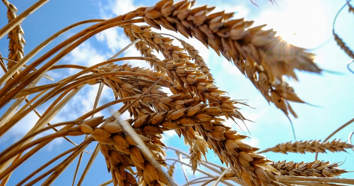 wheat-prices-rises-by-6pc-as-un-s-black-sea-grain-deal-continues-without-russia