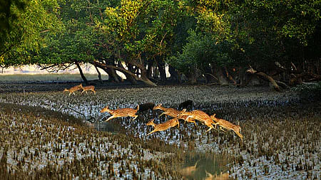 Prothom Alo file photo