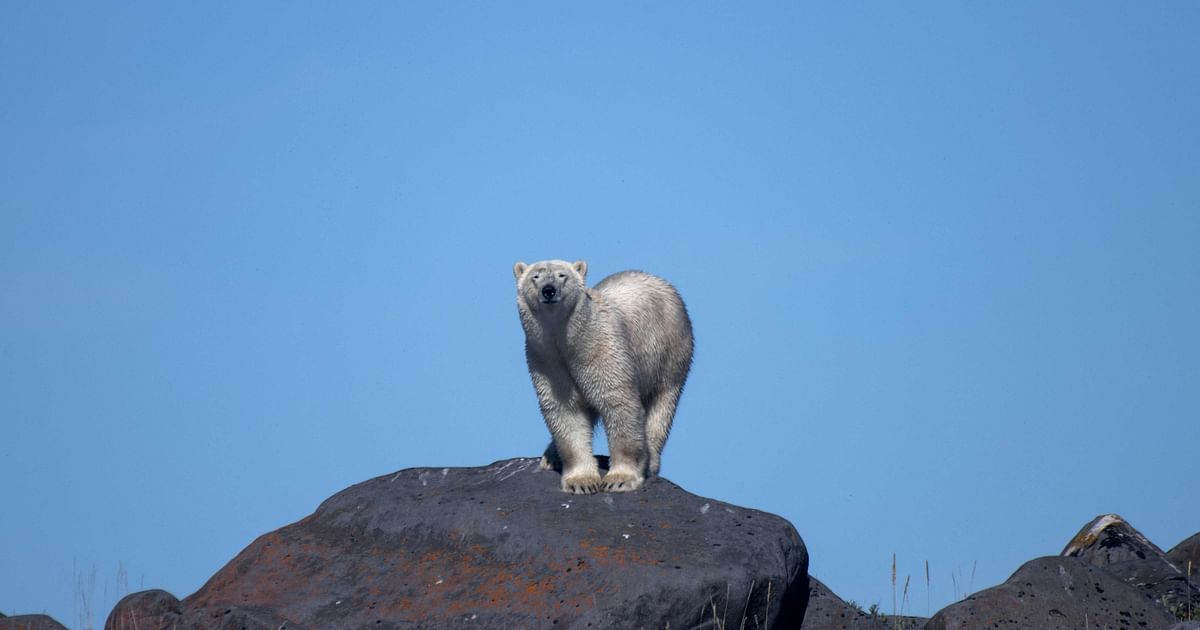 receding-ice-leaves-canada-s-polar-bears-at-rising-risk