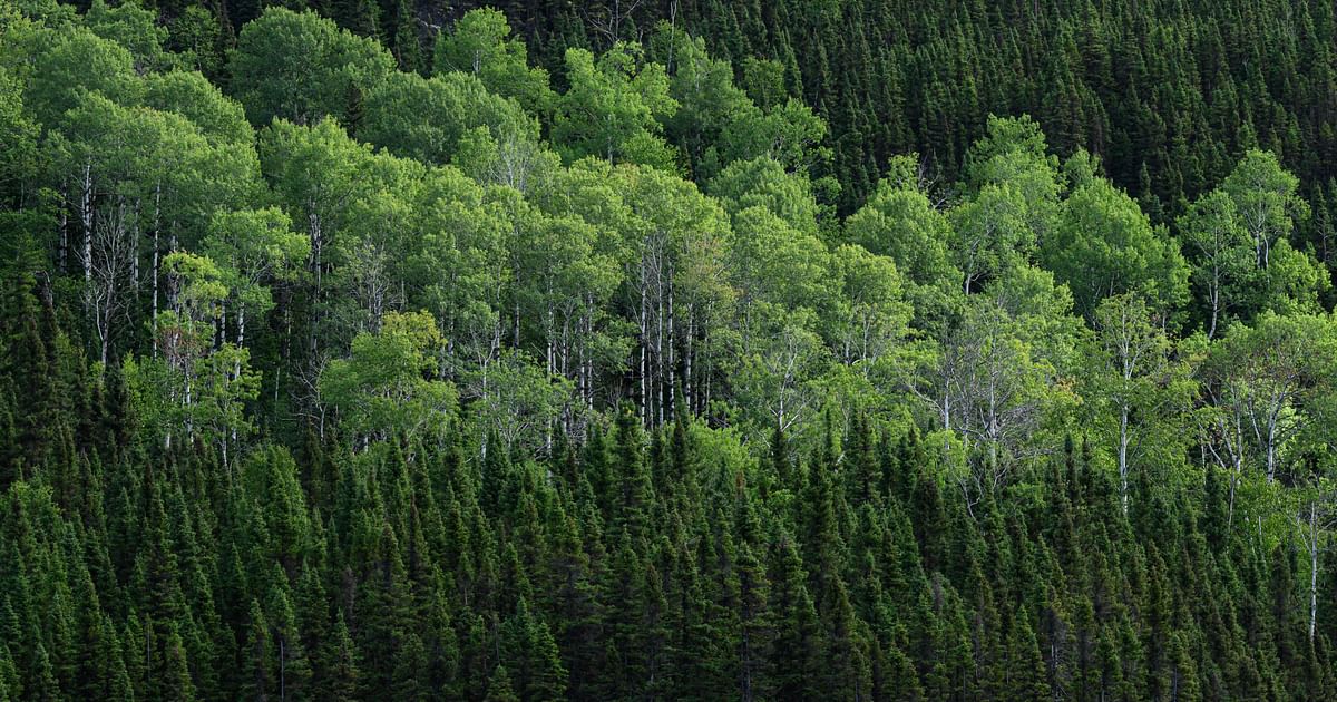 Subarctic boreal forest, vital for the planet, is at risk - Prothom Alo English