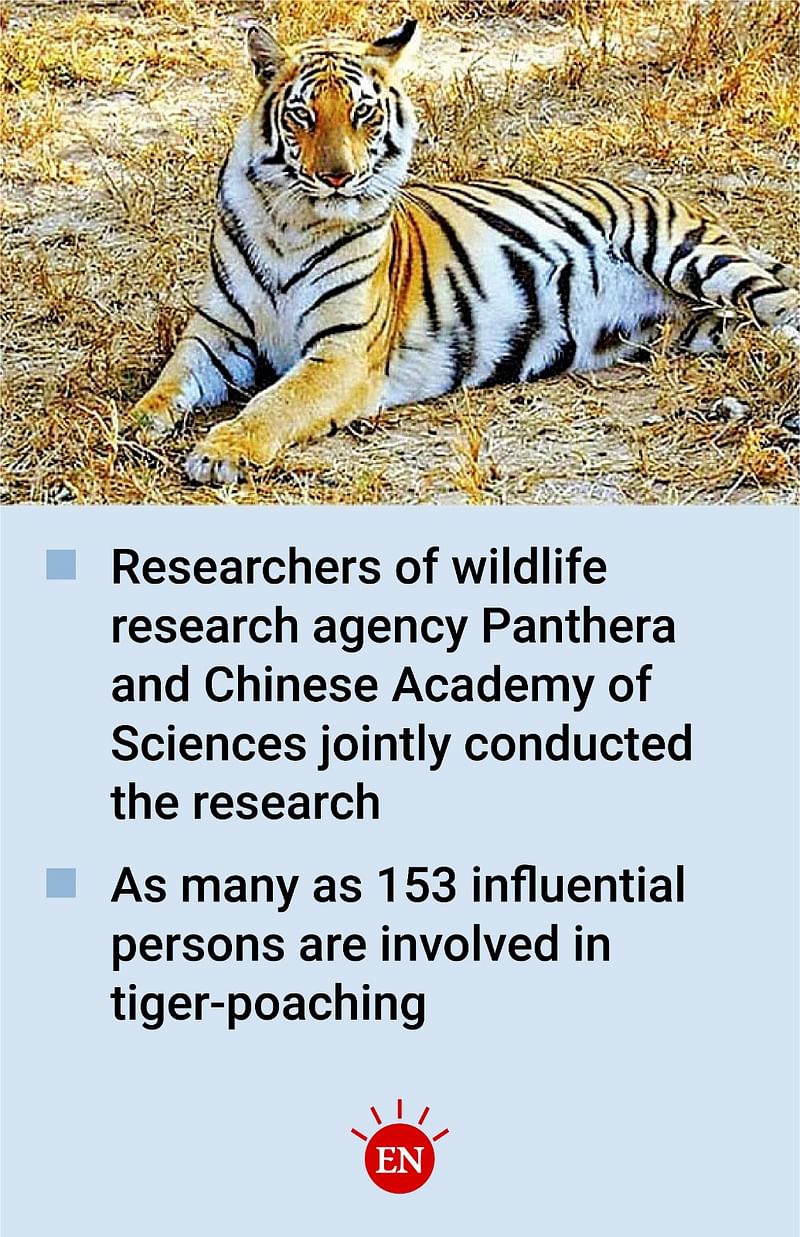 A major hub of tiger poaching is in Bangladesh, finds a research