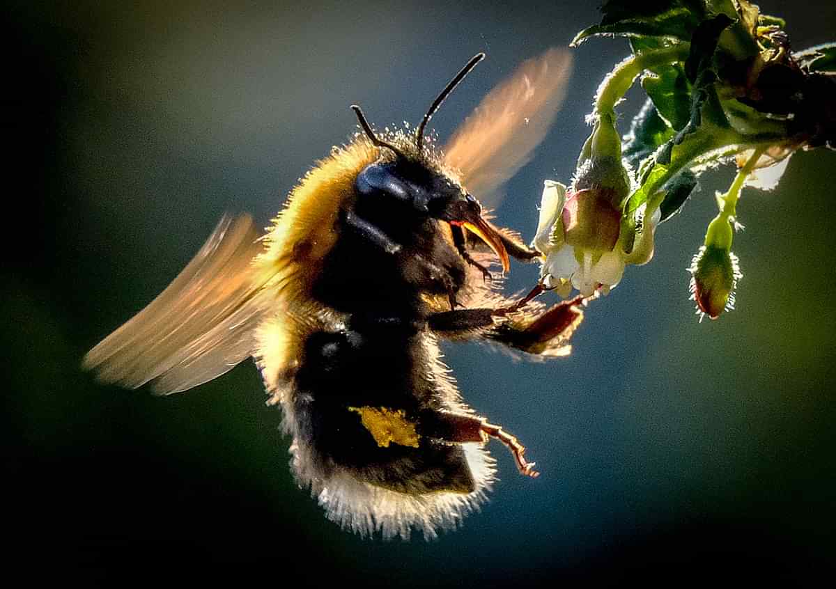 First-ever study shows bumble bees 'play' - Queen Mary University of London