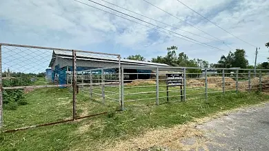 Cow shed at the farm owned by Benazir Ahmed's family. 28 may, Bairagitol, Saharpur union, Gopalganj Sadar