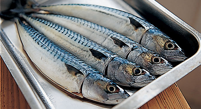 Mackerel. File photo