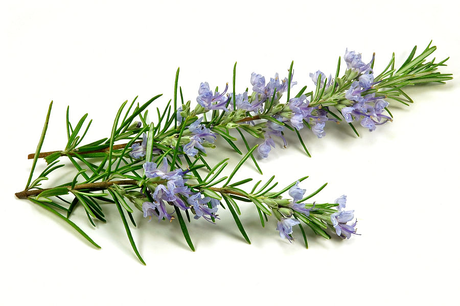 Legend says that Aphrodite, the Greek goddess of beauty, rose from the sea with rosemary draped around her. File photo