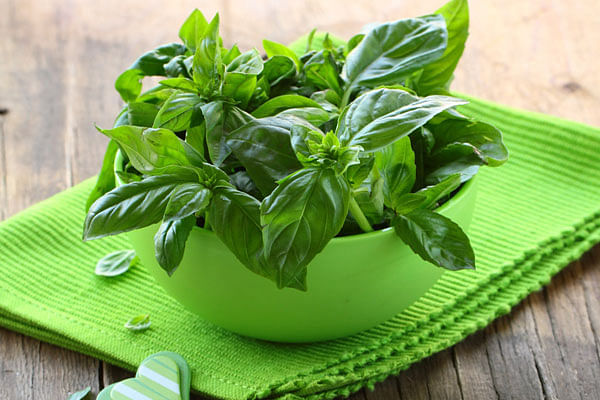 Curing your stubborn cough is basil's great ingenuity. File photo