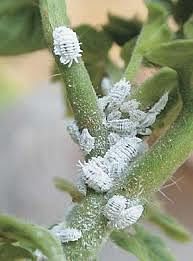 Giant mealybug