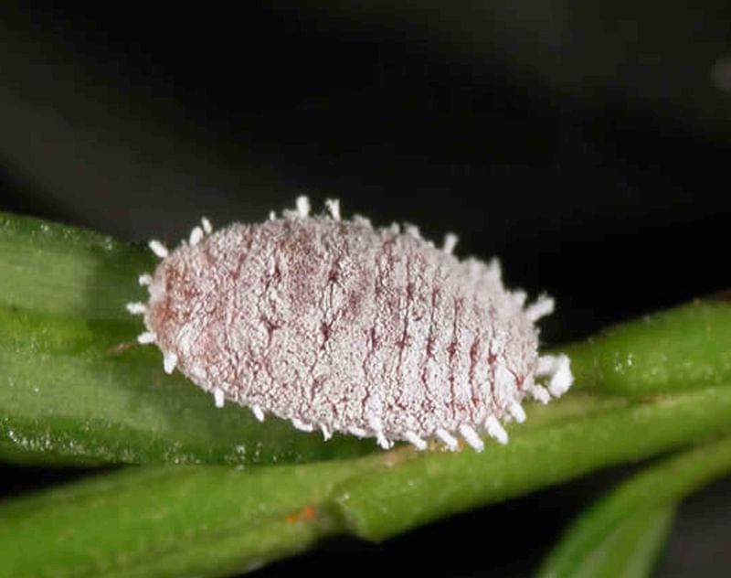 Giant mealybug