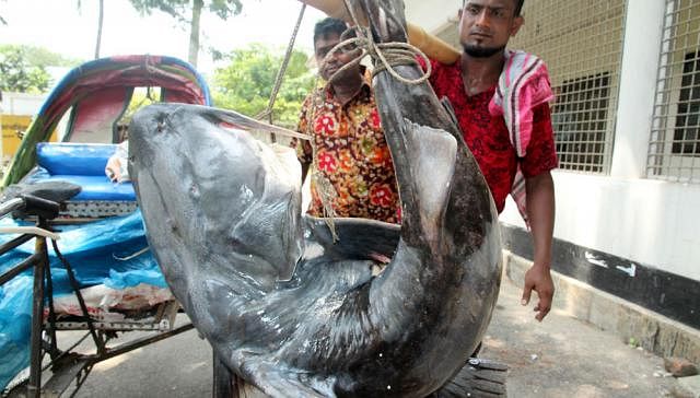 This endangered Baghair fish was caught in the River Jamuna. The price of the fish weighing around 58 kilograms was demanded at Tk 42,000. The photo was taken from the office of the executive engineer of the Roads and Highway Division at Sherpur road in Bogra on Wednesday. Photo: Sohel Rana