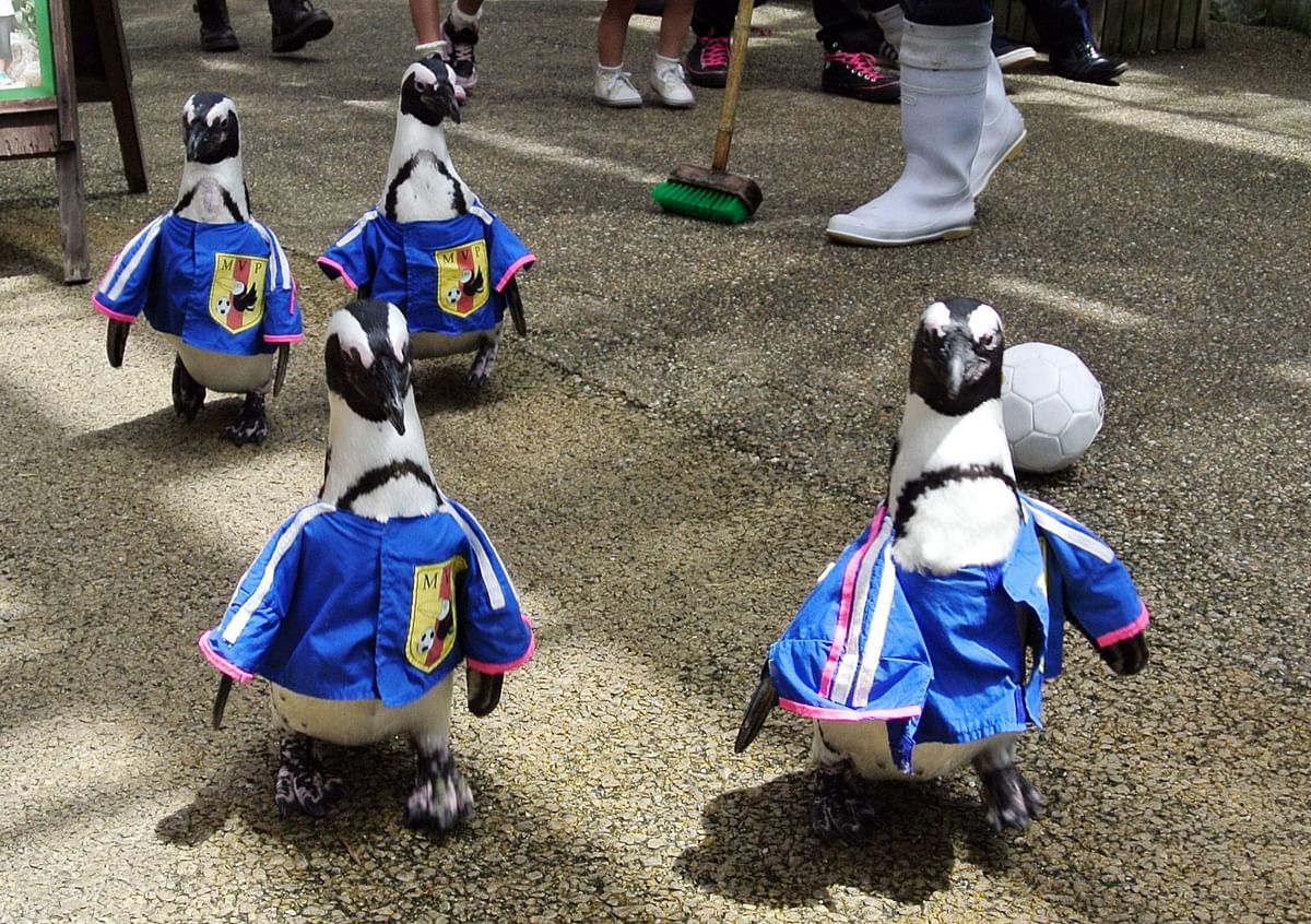 Penguins wearing costumes modelled after the Japanese national football team uniforms walk across the grounds of the Matsue vogel park, flowers and birds garden in Matsue, Shimane prefecture, western Japan on June 13, 2014. Photo: AFP