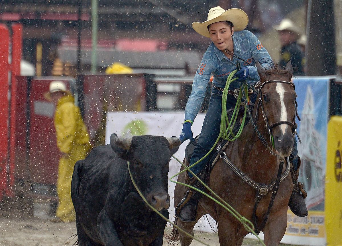 A cowgirl binds the bull during the 18th Coleo World Championship in Villavicencio, Meta department, Colombia. Photo: AFP