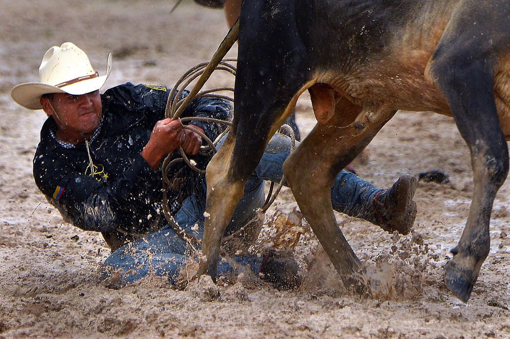 Pulling bulls by the tail