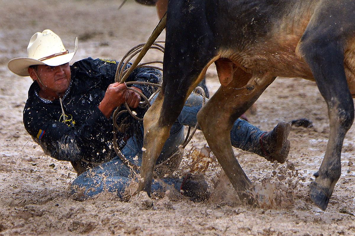 A Colombian cowboy pulls the tail of a steer in an attempt to knock it over during the 18th Coleo World Championship in Villavicencio, Meta department, Colombia. Photo: AFP