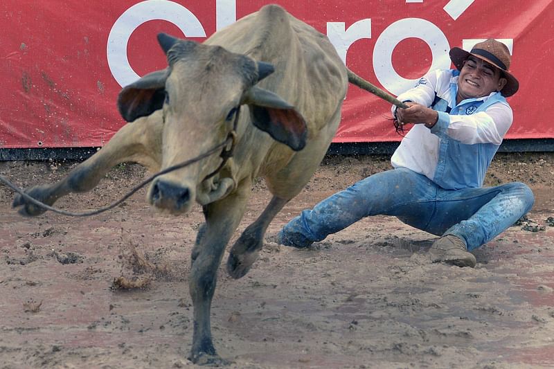 A Colombian cowboy pulls the tail of a steer in an attempt to knock it over during the 18th Coleo World Championship in Villavicencio, Meta department, Colombia. Photo: AFP