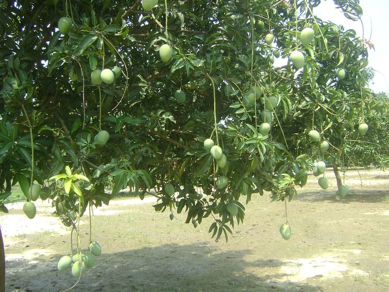 Recent nor'westers and hailstorms damaged a large number of green mangoes.