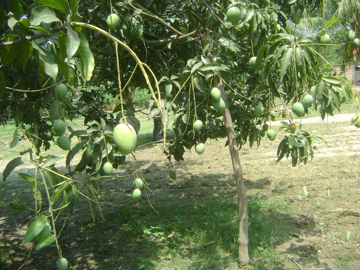 Initially blossomed well,  many of the mangoes have become victims of the attack by leaf hoppers caused by sultry weather