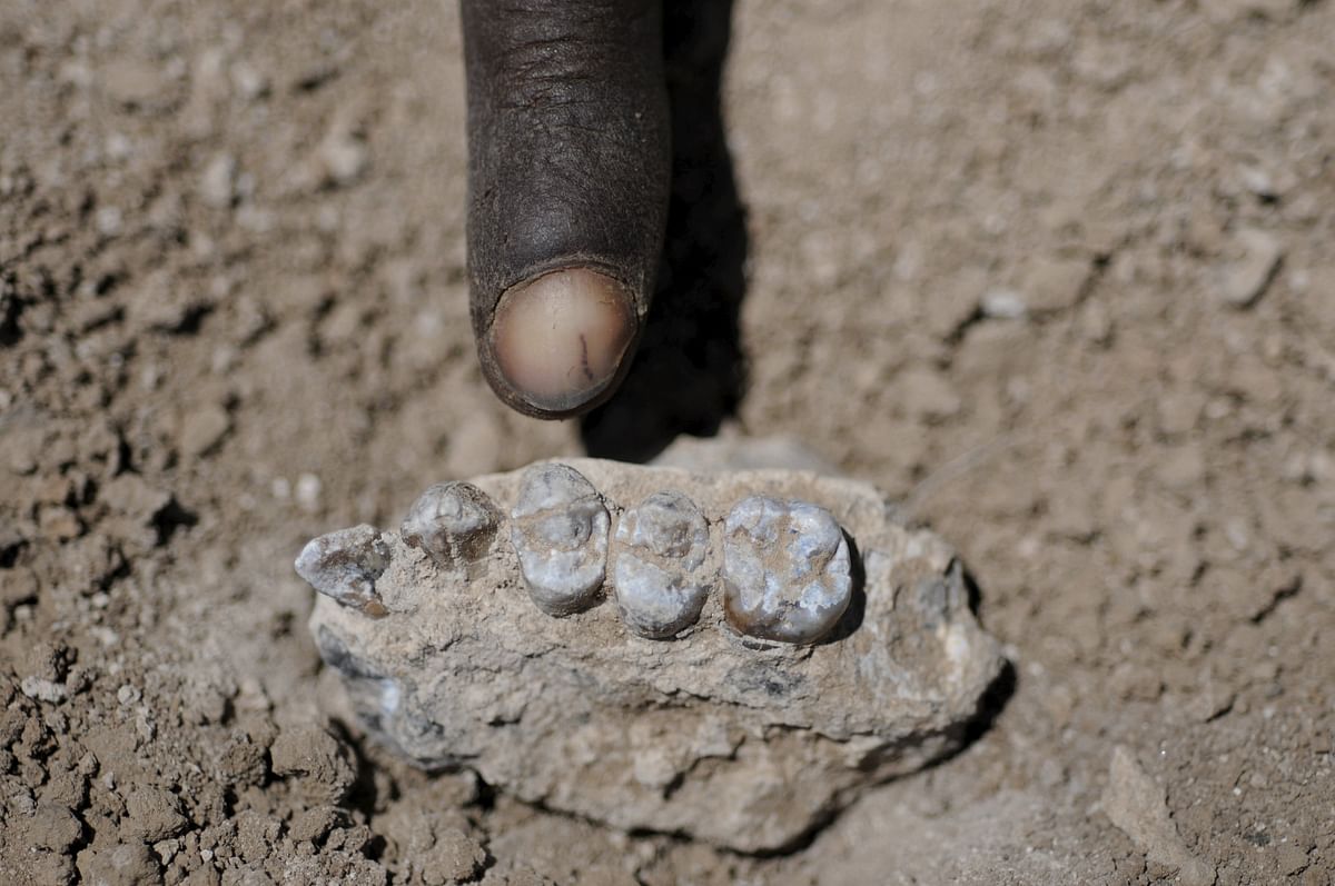 The holotype upper jaw of Australopithecus deyiremeda (BRT-VP-3/1) found in Ethiopia on March 4, 2011 is shown in this image released to Reuters on May 26, 2015.Photo:Reuters