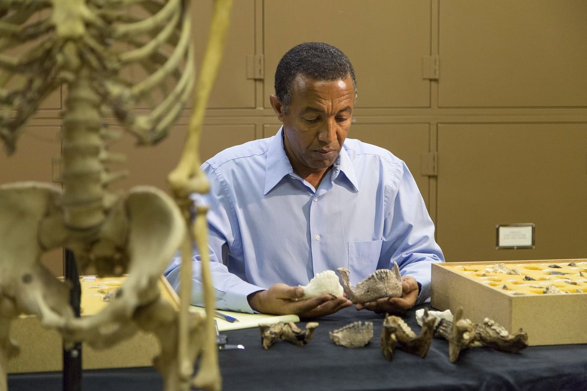 Paleoanthropologist Yohannes Haile-Selassie conducts comparative analysis of Australopithecus deyiremeda in his laboratory at Cleveland Museum of Natural History on April 29, 2015 .Photo:Reuters