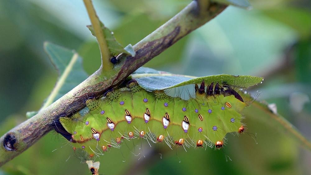 In this photograph taken on August 6, 2015, silkworms cling on the branches of Arjuna trees, in the Banka district of the eastern state of Bihar. Photo: AFP