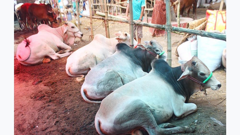 No shortage of sacrificial animals for Eid-ul-Azha' | Prothom Alo