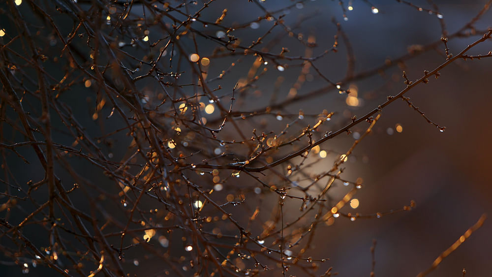 Water drops glisten on tree branches during sunrise in Slavonski Brod, Croatia, February 11, 2016. Photo: Reuters