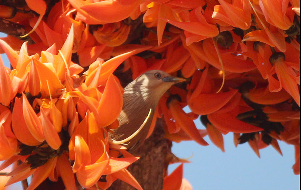 Spring is here. A bird peeps out from a Palash tree. The photo has been taken in Khagrachari city. Photo: Nirab Chowdhury