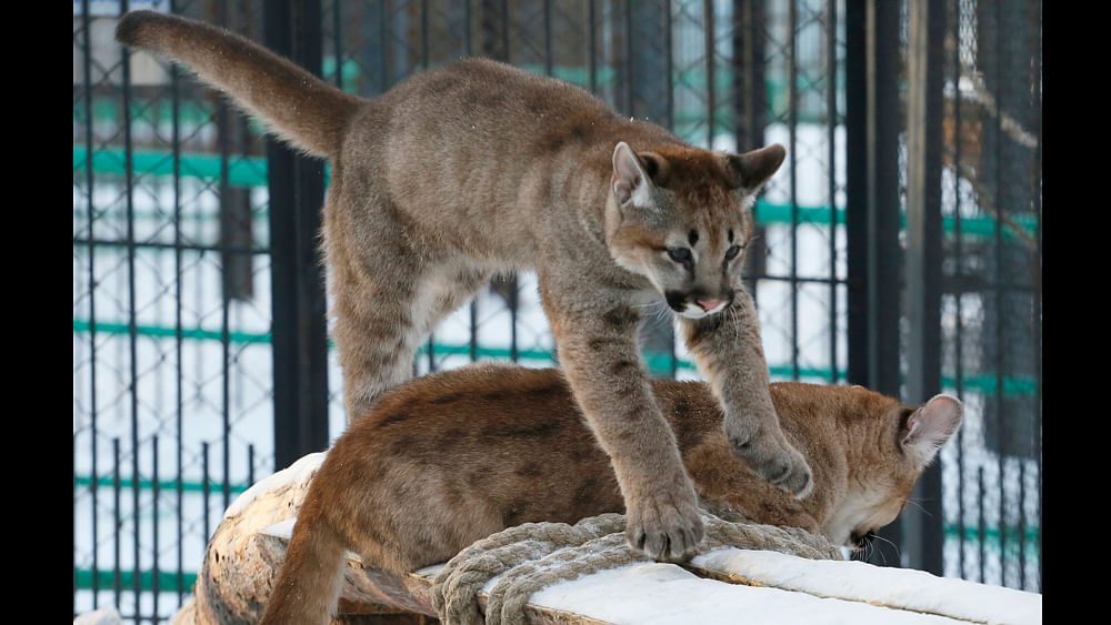 Two four-month-old North American cougars play in the Royev Ruchey zoo on the suburbs of the Siberian city of Krasnoyarsk, Russia, February 11, 2016. Photo: Reuters