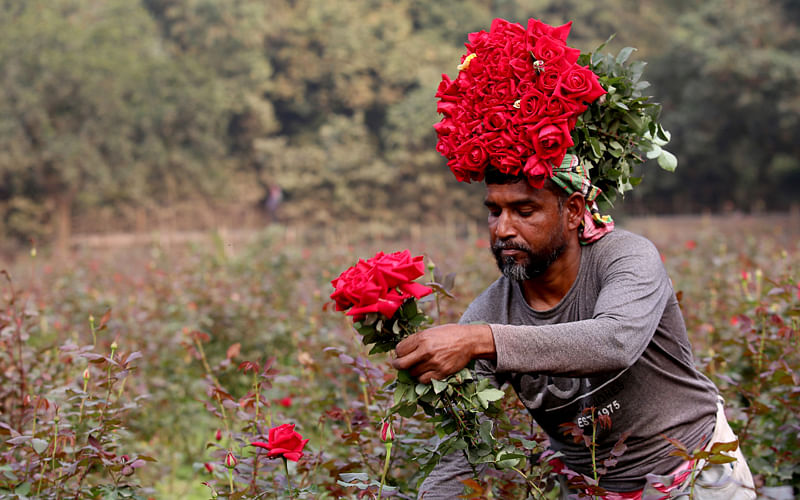 A red rose in full bloom in a field of roses in Birulia village of Savar, Dhaka.