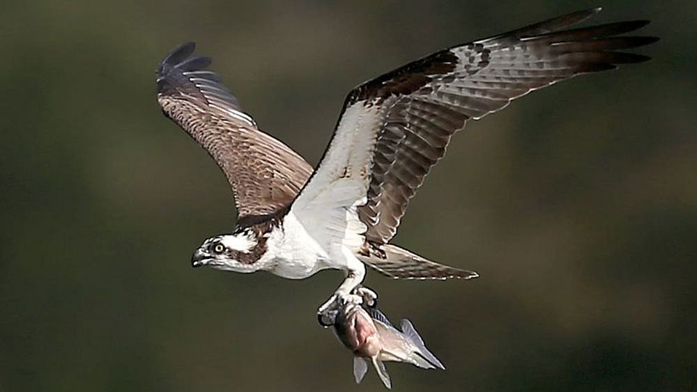 An osprey catches a fish during a preview round for the Arnold Palmer Invitational Presented By MasterCard at Bay Hill Club and Lodge on March 15, 2016 in Orlando, Florida. Photo: AFP
