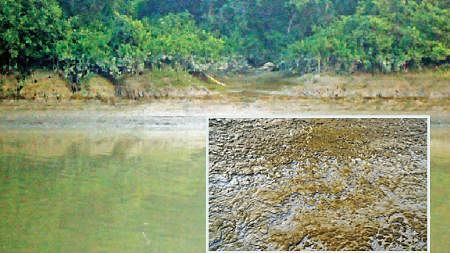 The world heritage site Sundarbans is still reeling from the effects of the oil spill, though the pollution level has fallen.