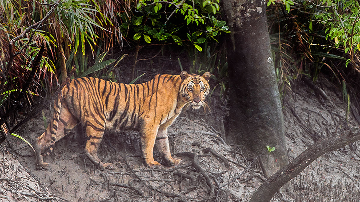 file photo of Sundarban