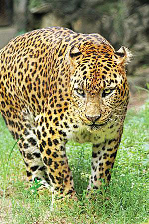 Cheetah (Extinct). Photo: Prof Mostafa Feroze