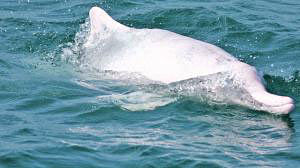 Dolphin (Extremely endangered). Photo: Jahangir Alam