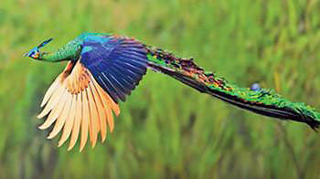 Green Peacock (Extinct). Photo: IUCN