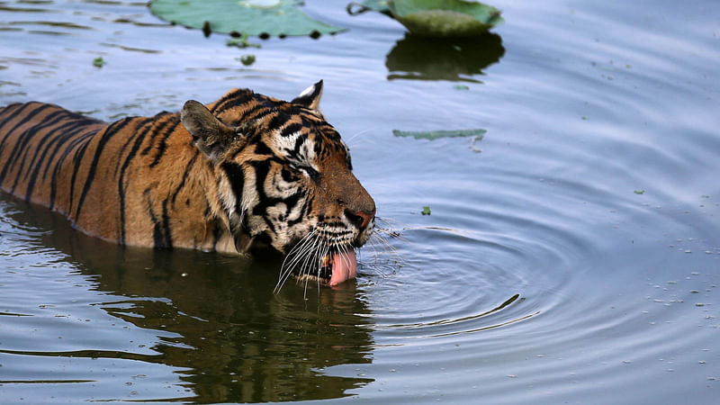 A tiger cools off in water at a zoo in Huangshan, Anhui province, China on Monday. Photo: Reuters