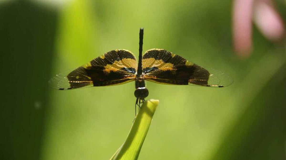 A grasshopper rests on a leaf. The photo was taken from Vidyamoyee Govt. Girls` High School in Mymensingh. Photo: Jaglul Pasha