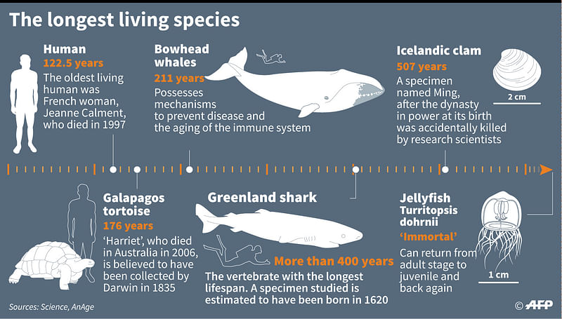 The animals with the longest lifespan after a new study found Greenland sharks can live for more than 400 years, making them the longest living vertebrates - animals with a spine. Photo: AFP